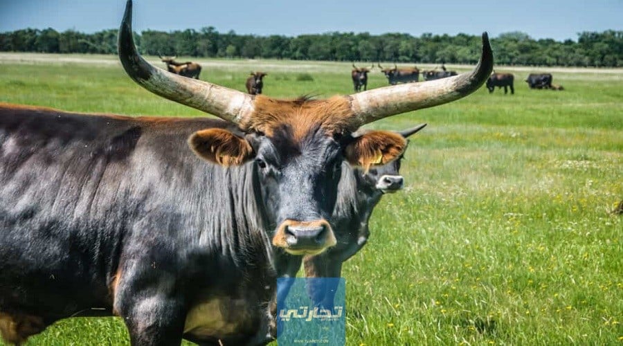 دراسة جدوى مشروع تربية الأبقار في مصر 