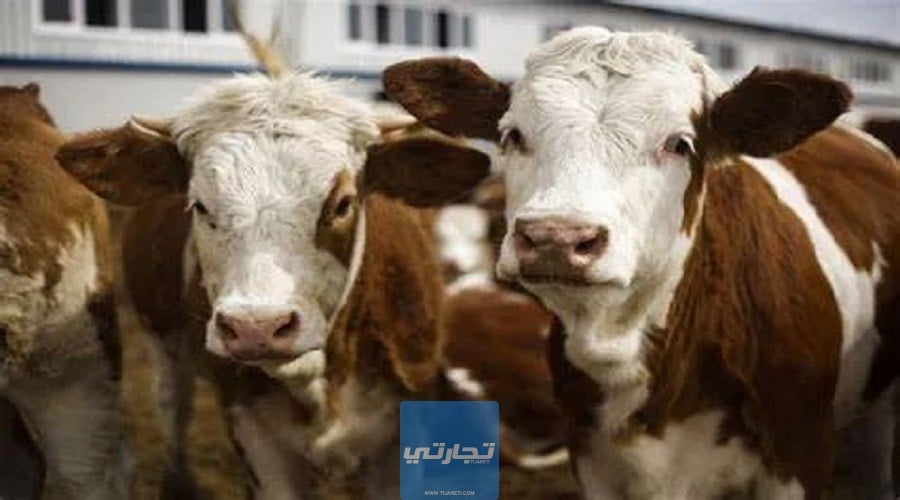 دراسة جدوى مشروع تربية الأبقار في مصر 