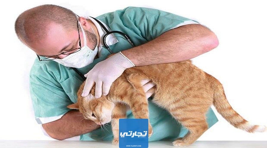 كم راَتب الطَبيب البَيطري في اَلسعودية